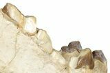 Fossil Hyaenodon Mandible - South Dakota #342304-4